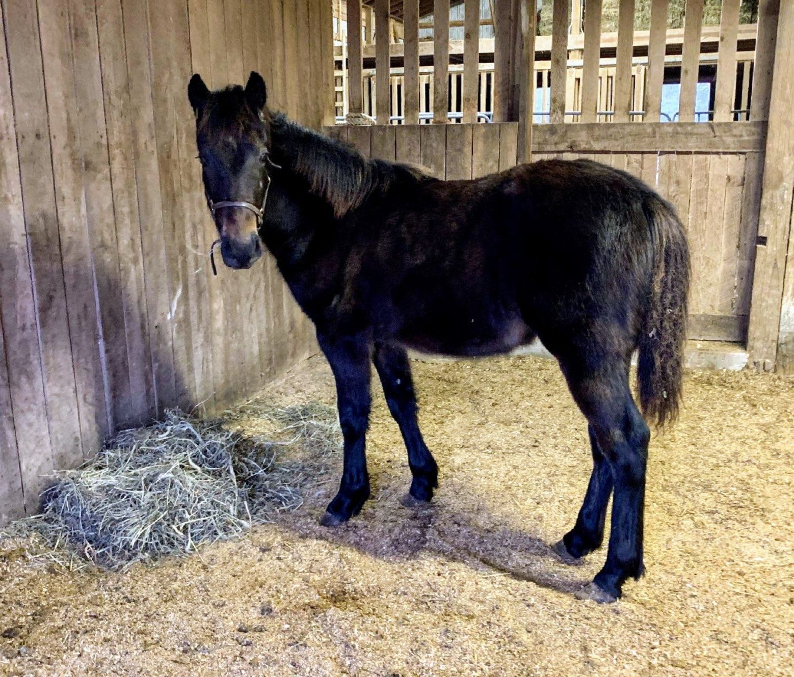Colt rescued from eastern Kentucky horse massacre now up for adoption